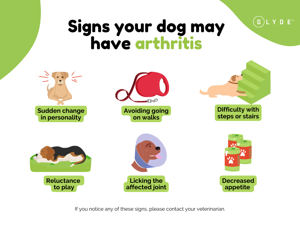 5 Ways to Treat Arthritis in Dogs